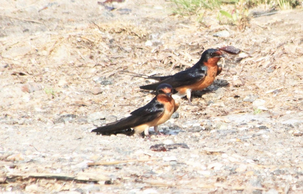 Barn Swallow - ML343192931