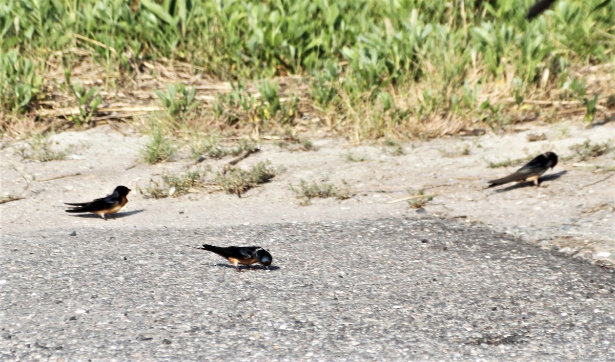 Golondrina Común - ML343192941