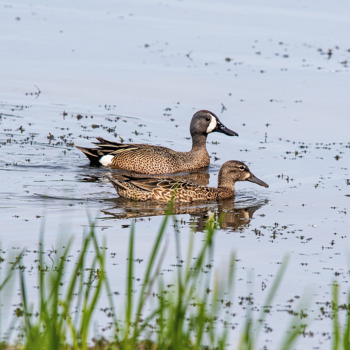 Blue-winged Teal - ML343193441