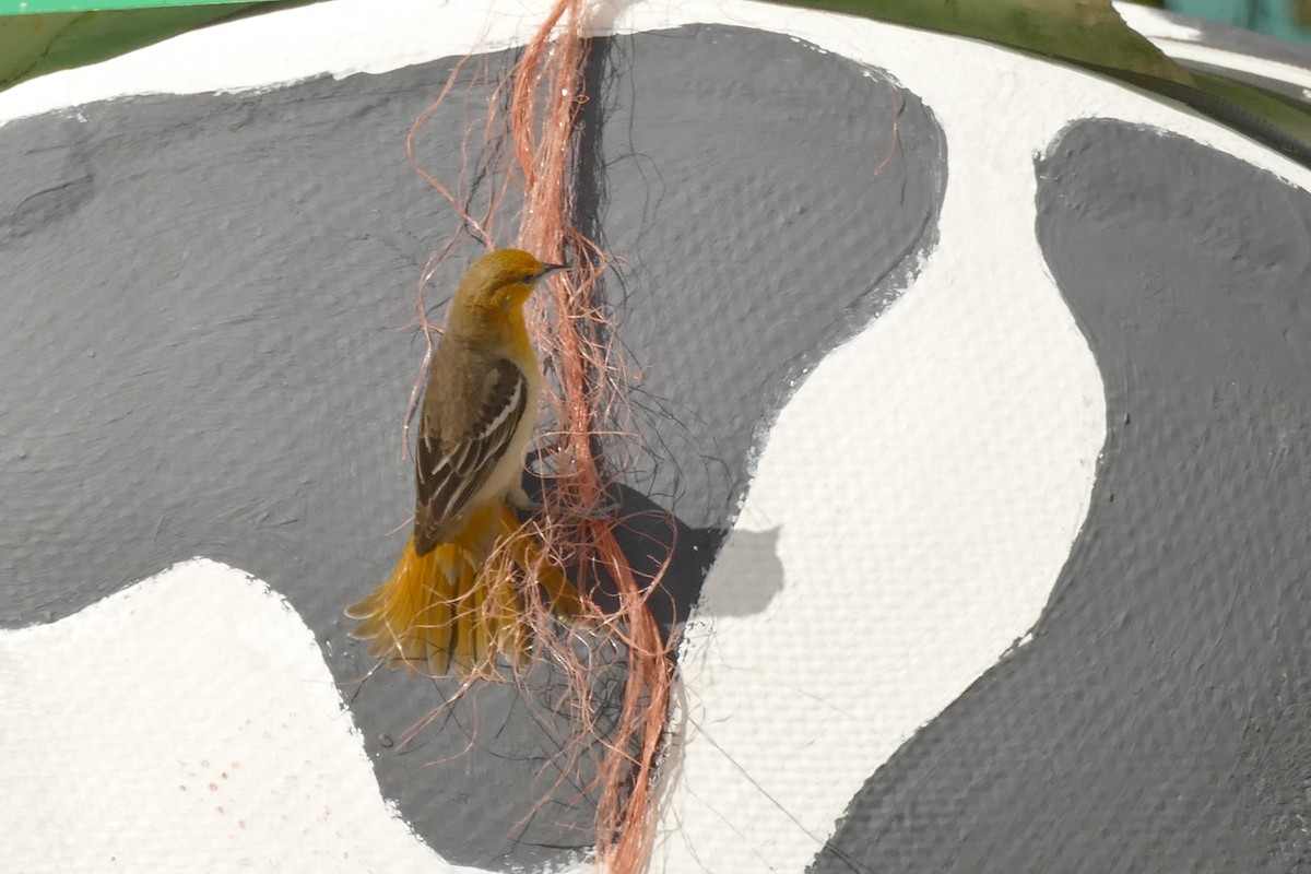 Bullock's Oriole - ML343193851