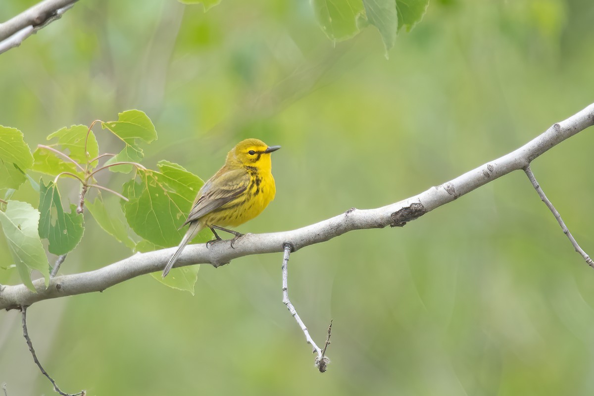 Prairie Warbler - ML343194231