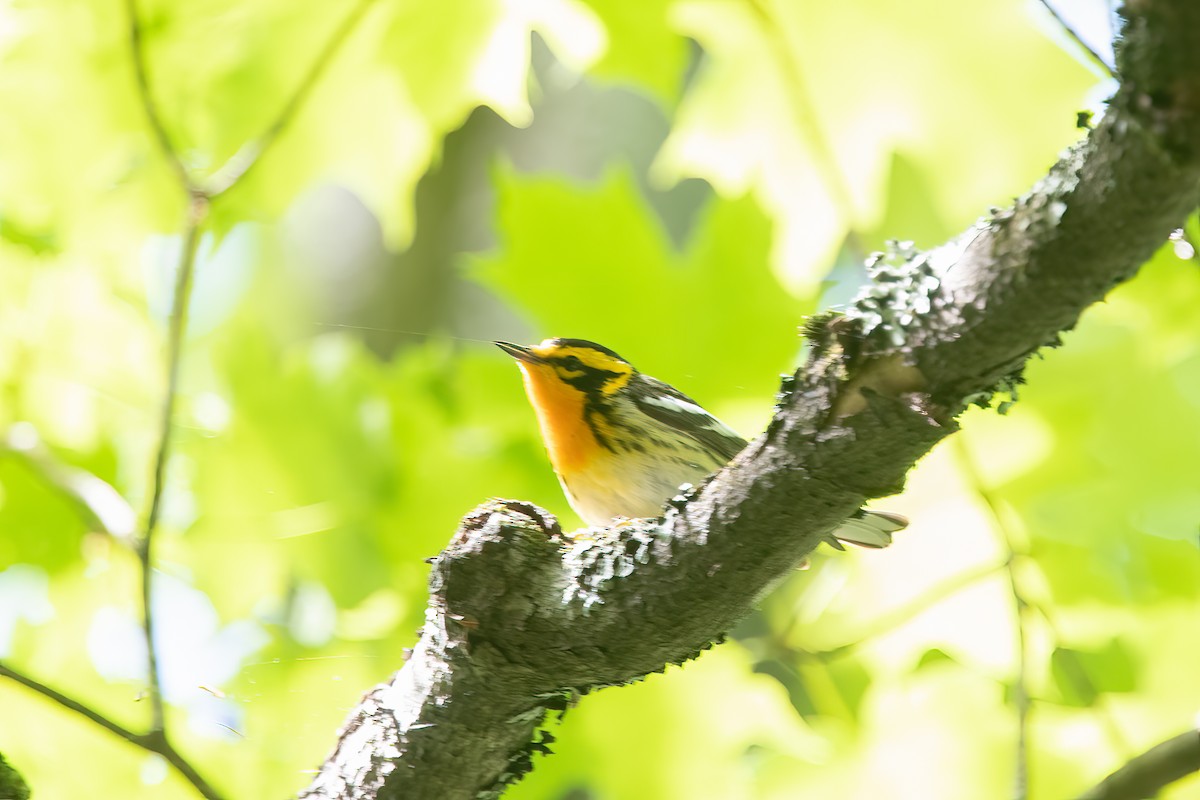 Blackburnian Warbler - ML343194711