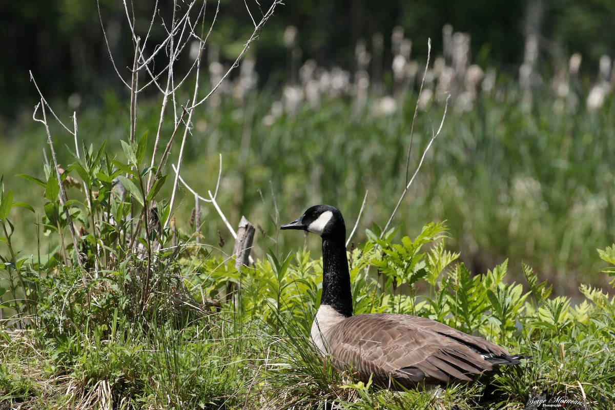 Canada Goose - ML343195981