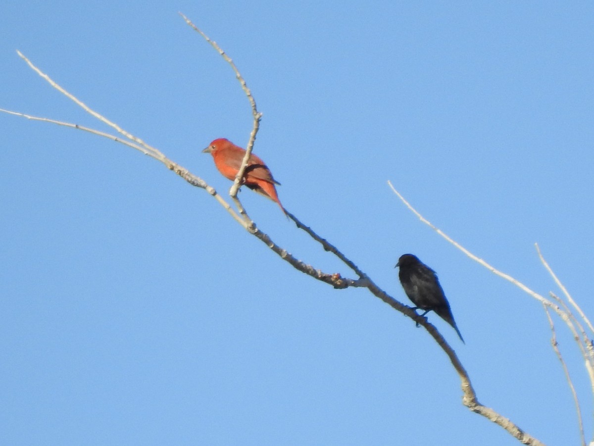 Brown-headed Cowbird - ML343200071