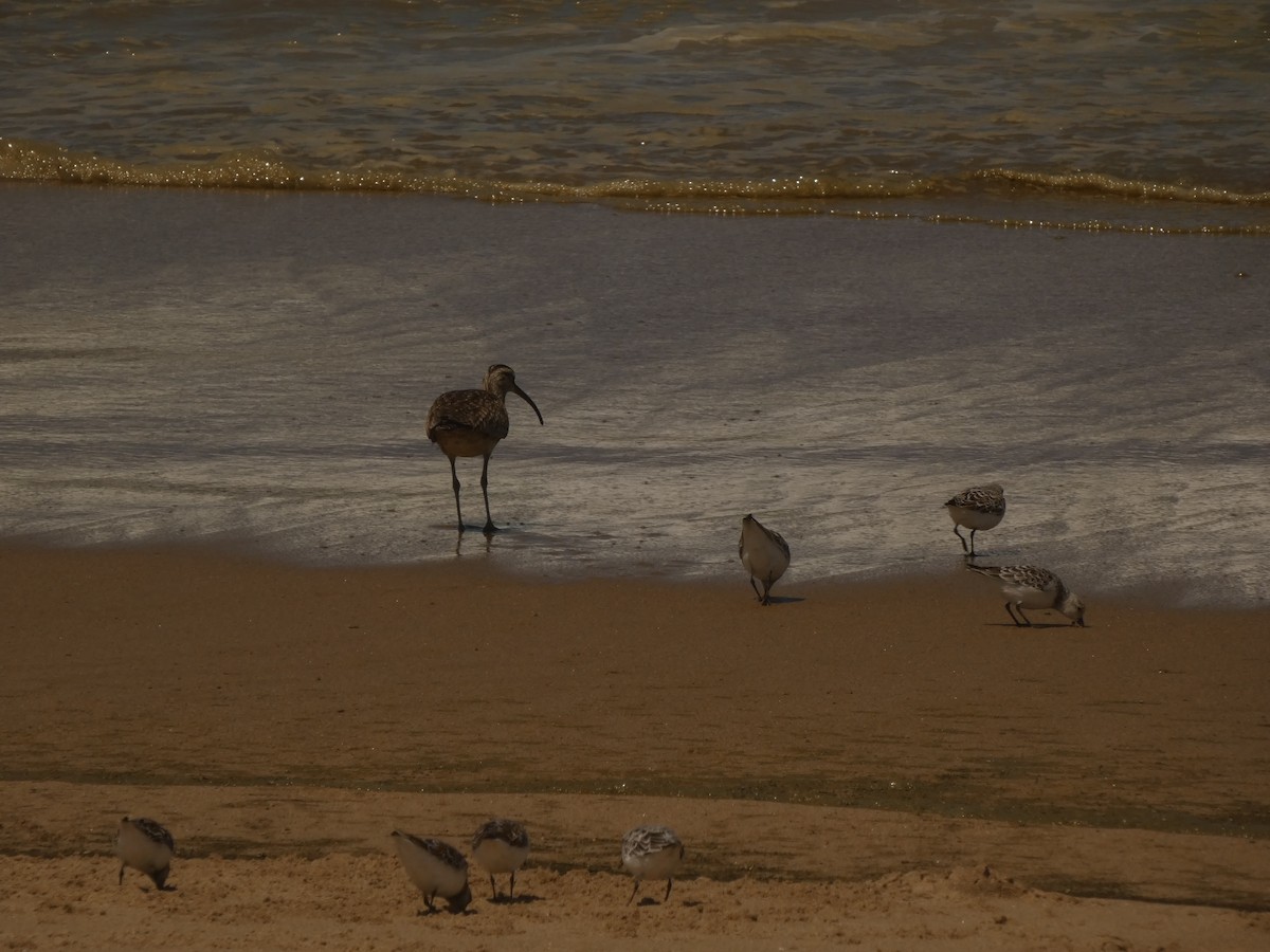 Whimbrel (Hudsonian) - ML343201351