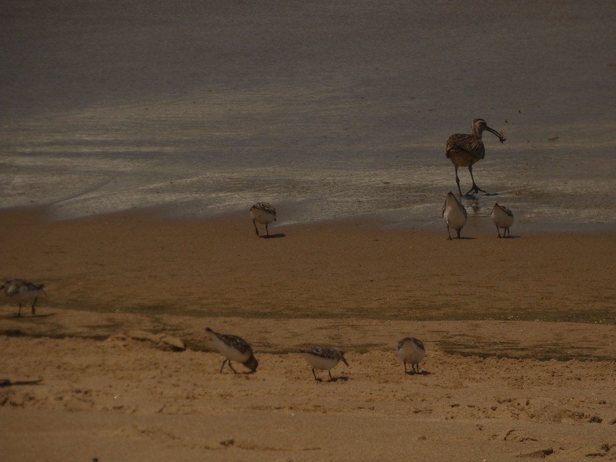 Whimbrel (Hudsonian) - ML343201381