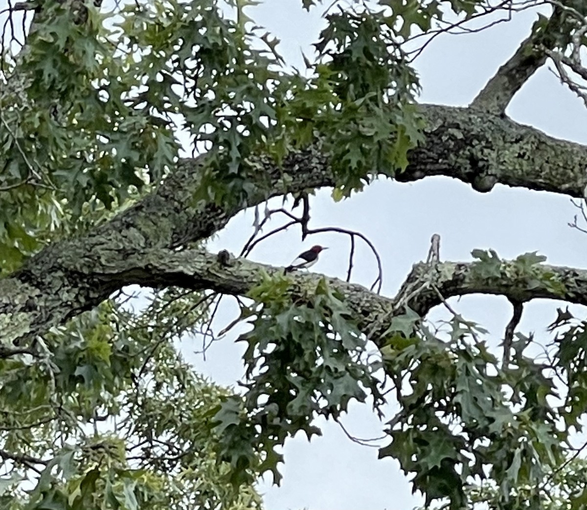 Red-headed Woodpecker - ML343201591