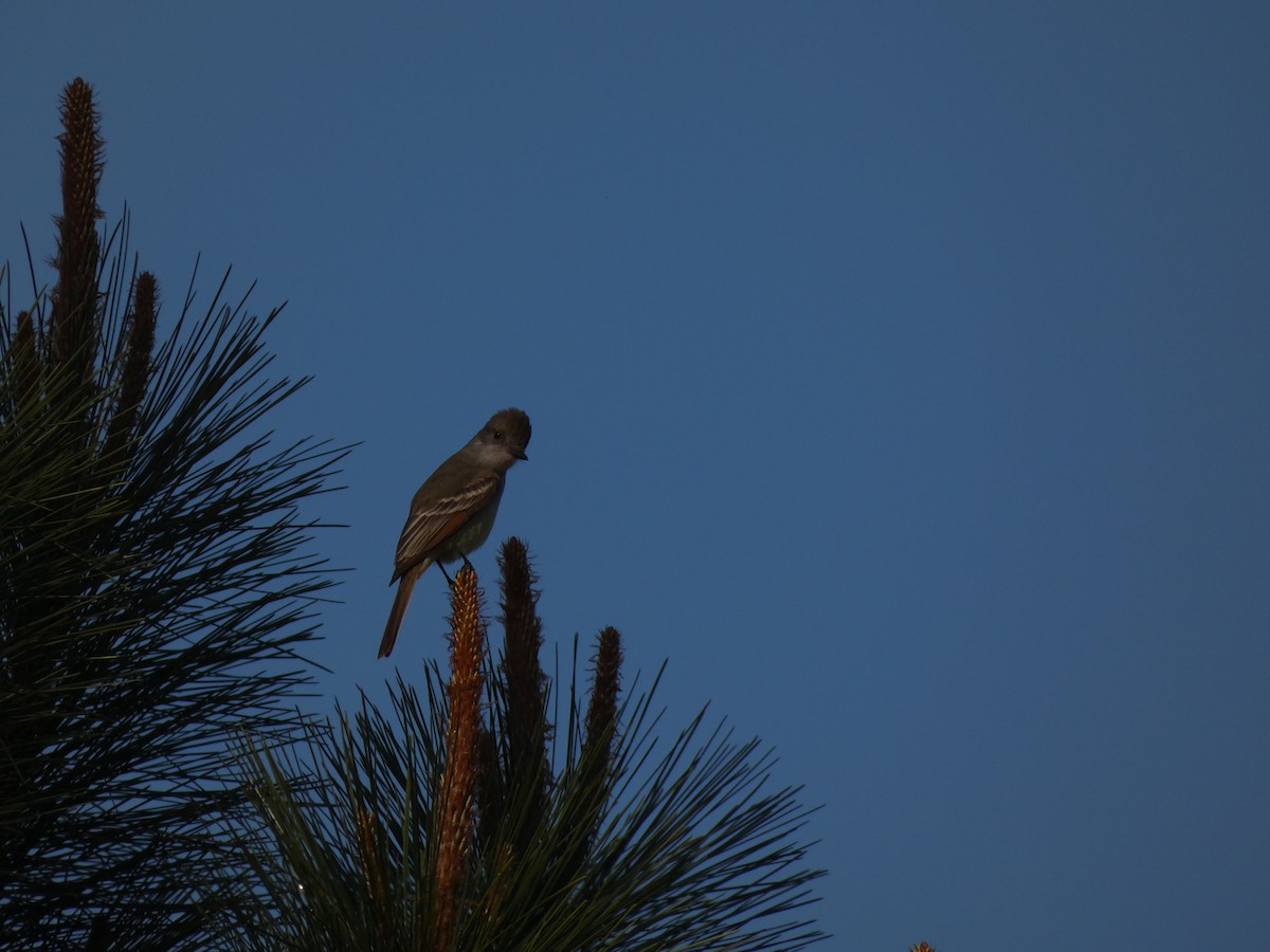 Ash-throated Flycatcher - ML343202291