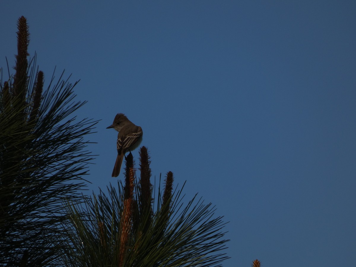 Ash-throated Flycatcher - ML343202311