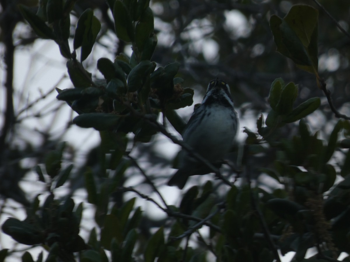 Пісняр-лісовик біловусий - ML343203111