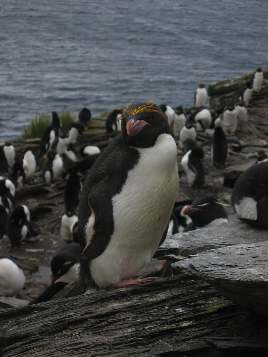 Macaroni Penguin - Carlos Cabrera