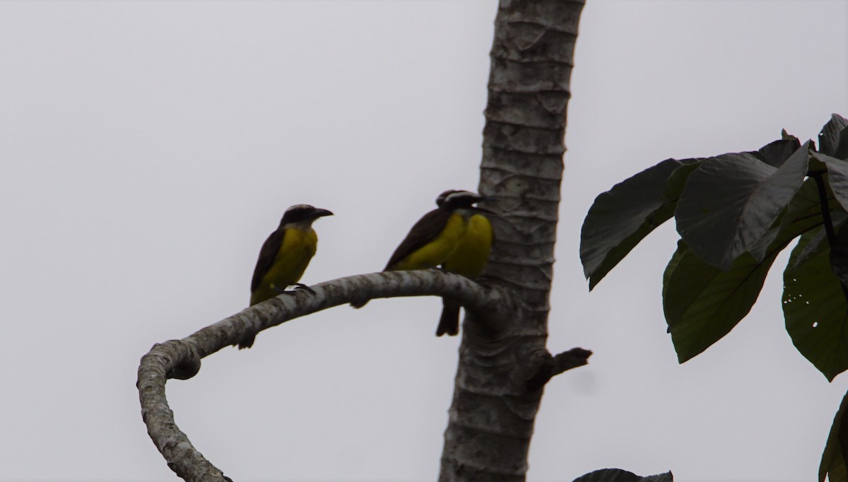 Boat-billed Flycatcher (Tumbes) - Peter Kavouras