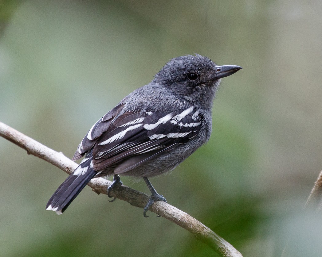 Amazonian Antshrike - Silvia Faustino Linhares