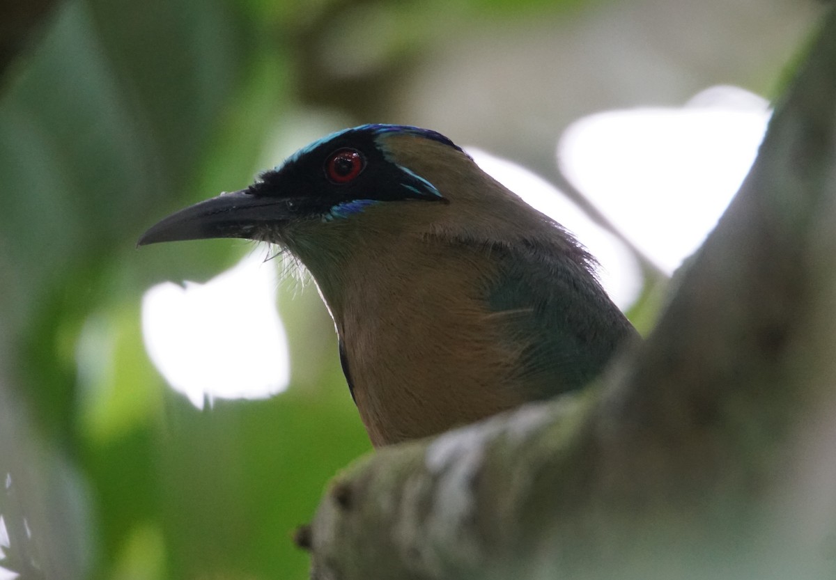 Whooping Motmot (argenticinctus) - ML343204941