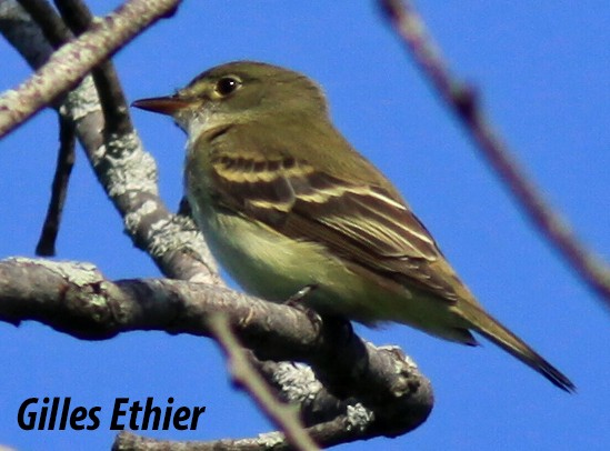 Alder Flycatcher - ML343206061