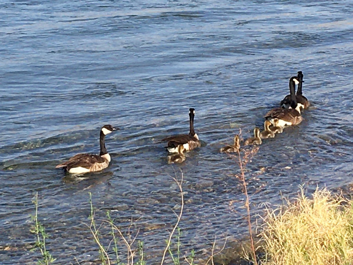 Canada Goose - ML343207111