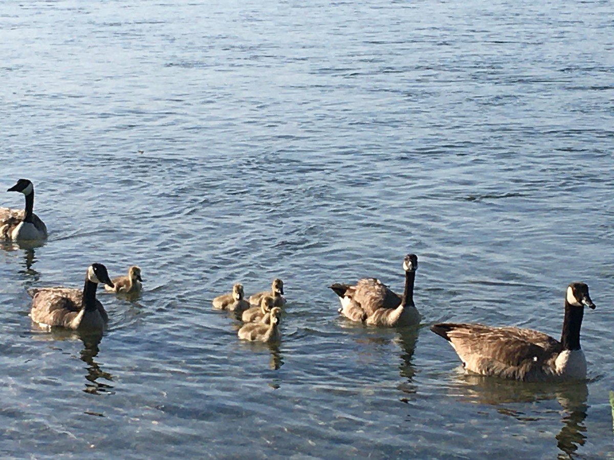 Canada Goose - ML343207151