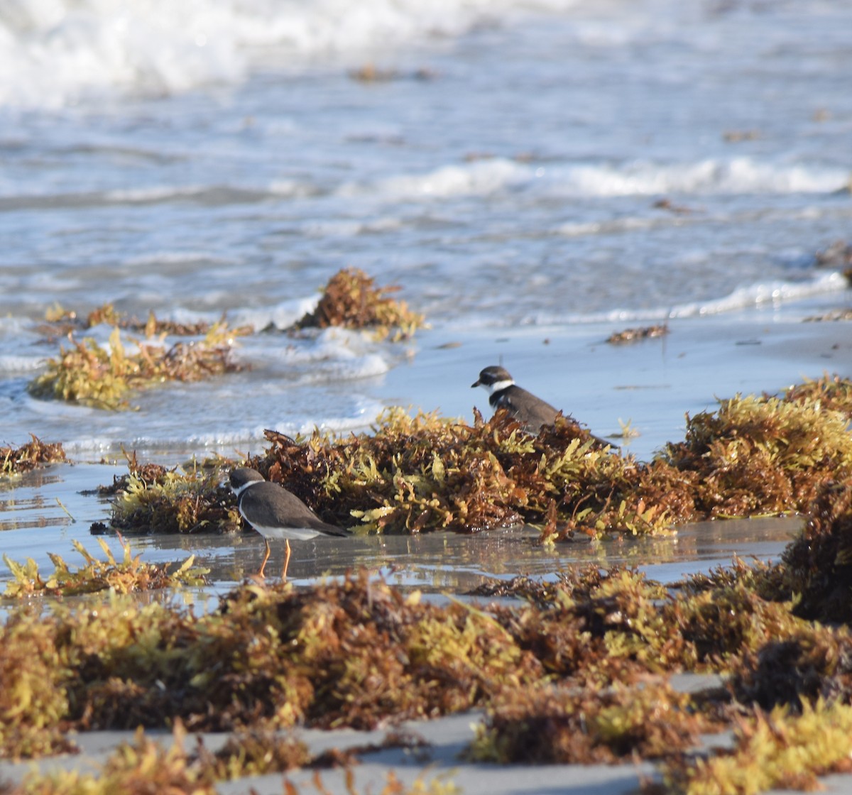 Semipalmated Plover - ML343207571