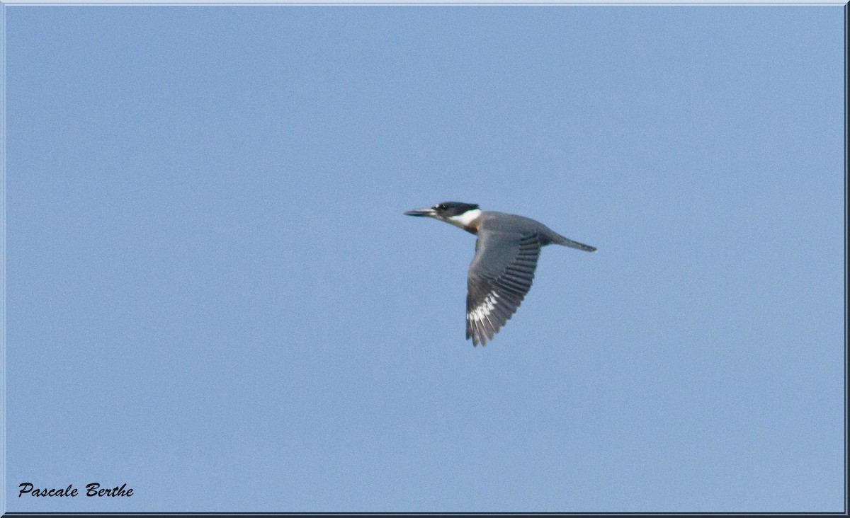 Belted Kingfisher - Pascale Berthe