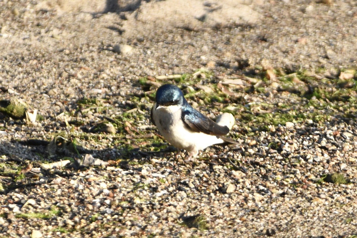 Tree Swallow - ML343208861