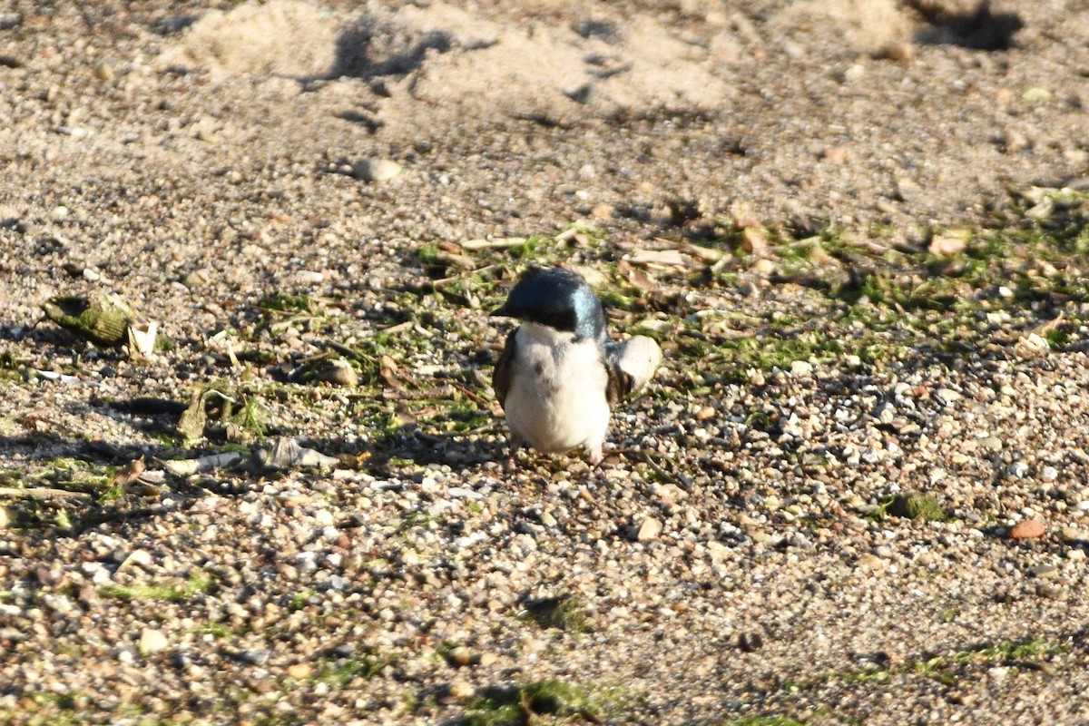 Tree Swallow - ML343208881