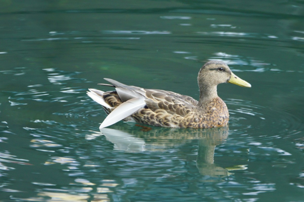 Mallard - Nevine Jacob