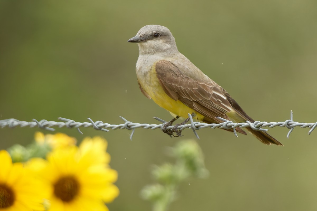 Western Kingbird - ML343210931