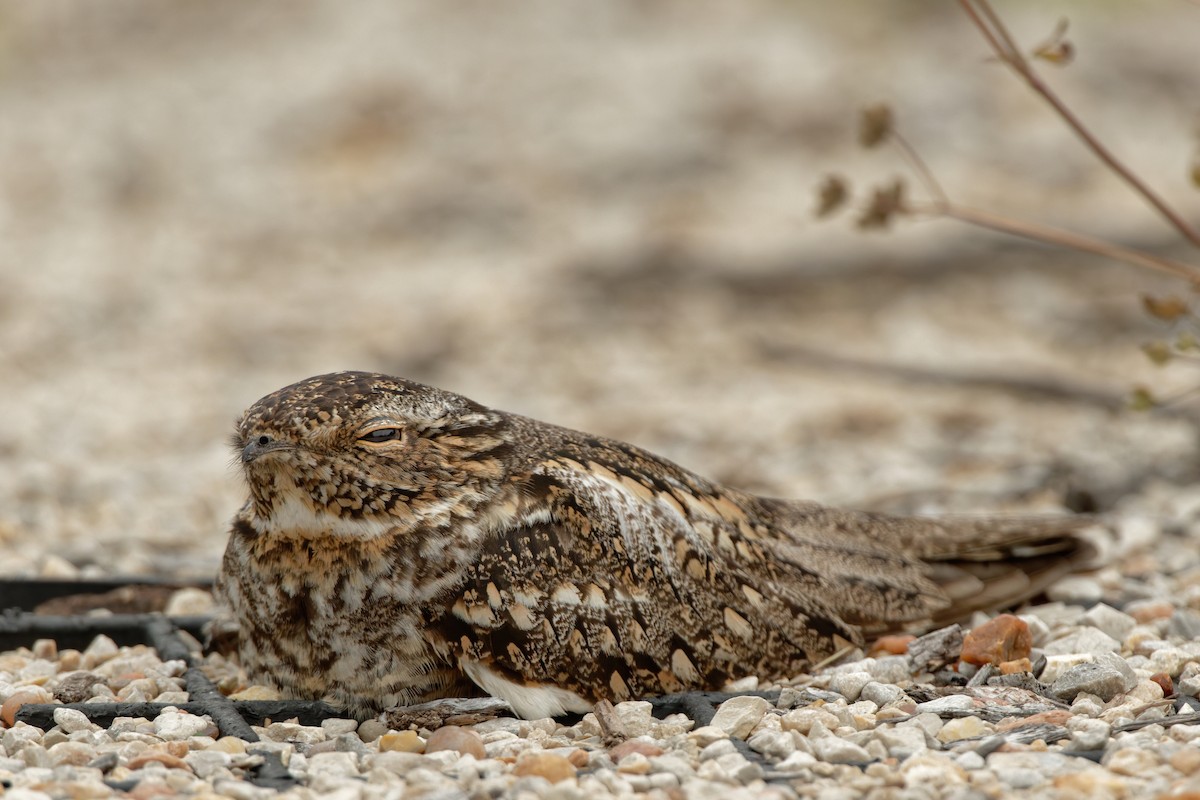 Lesser Nighthawk - ML343211241