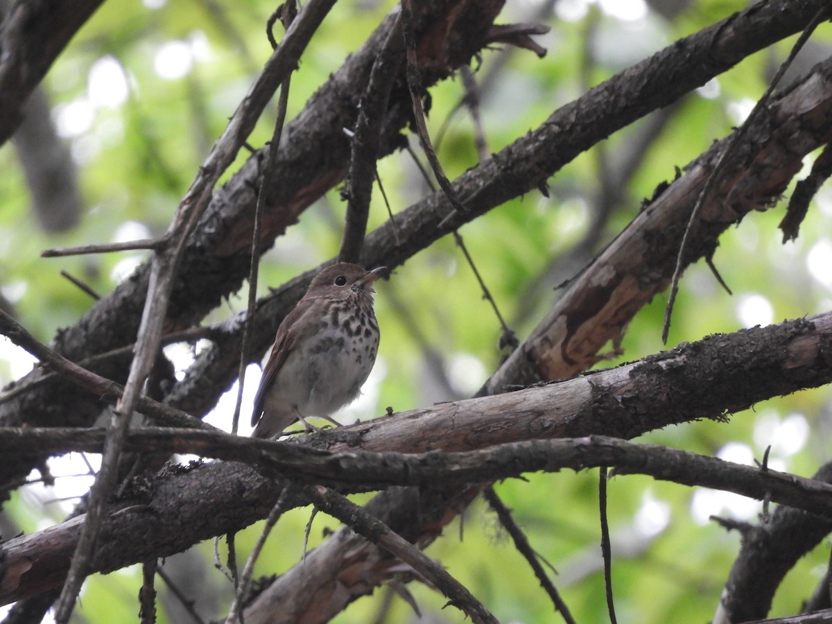 Hermit Thrush - ML343211491