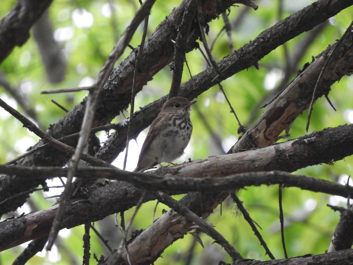 Hermit Thrush - ML343211511