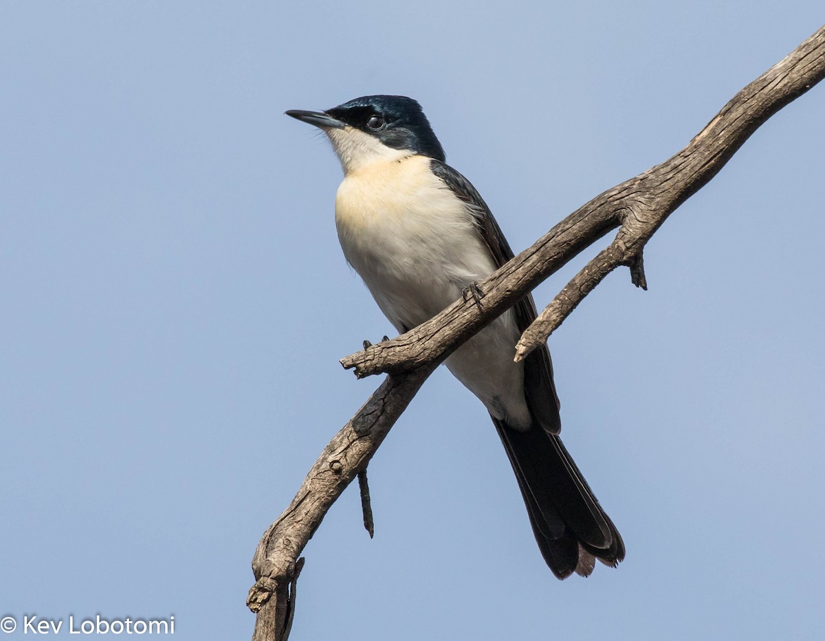 Restless Flycatcher - ML343211741