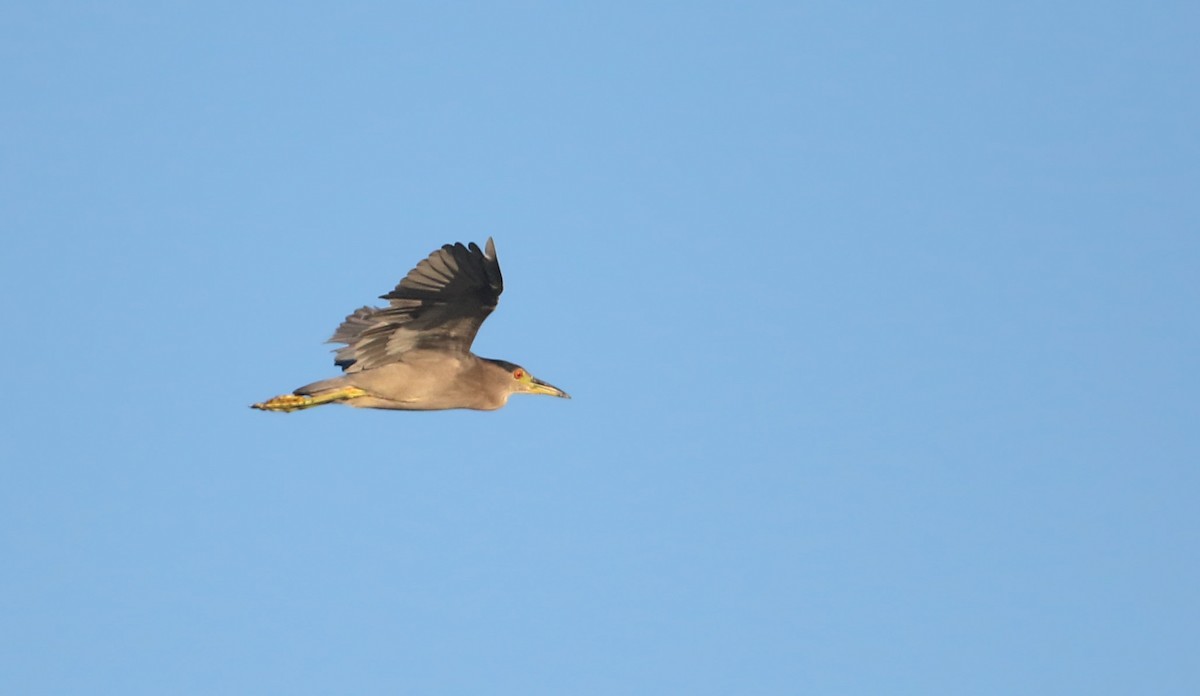 Black-crowned Night Heron - ML34321181