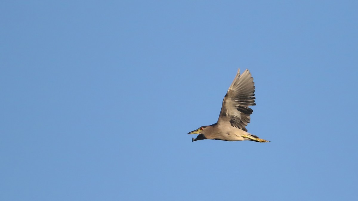 Black-crowned Night Heron - ML34321271