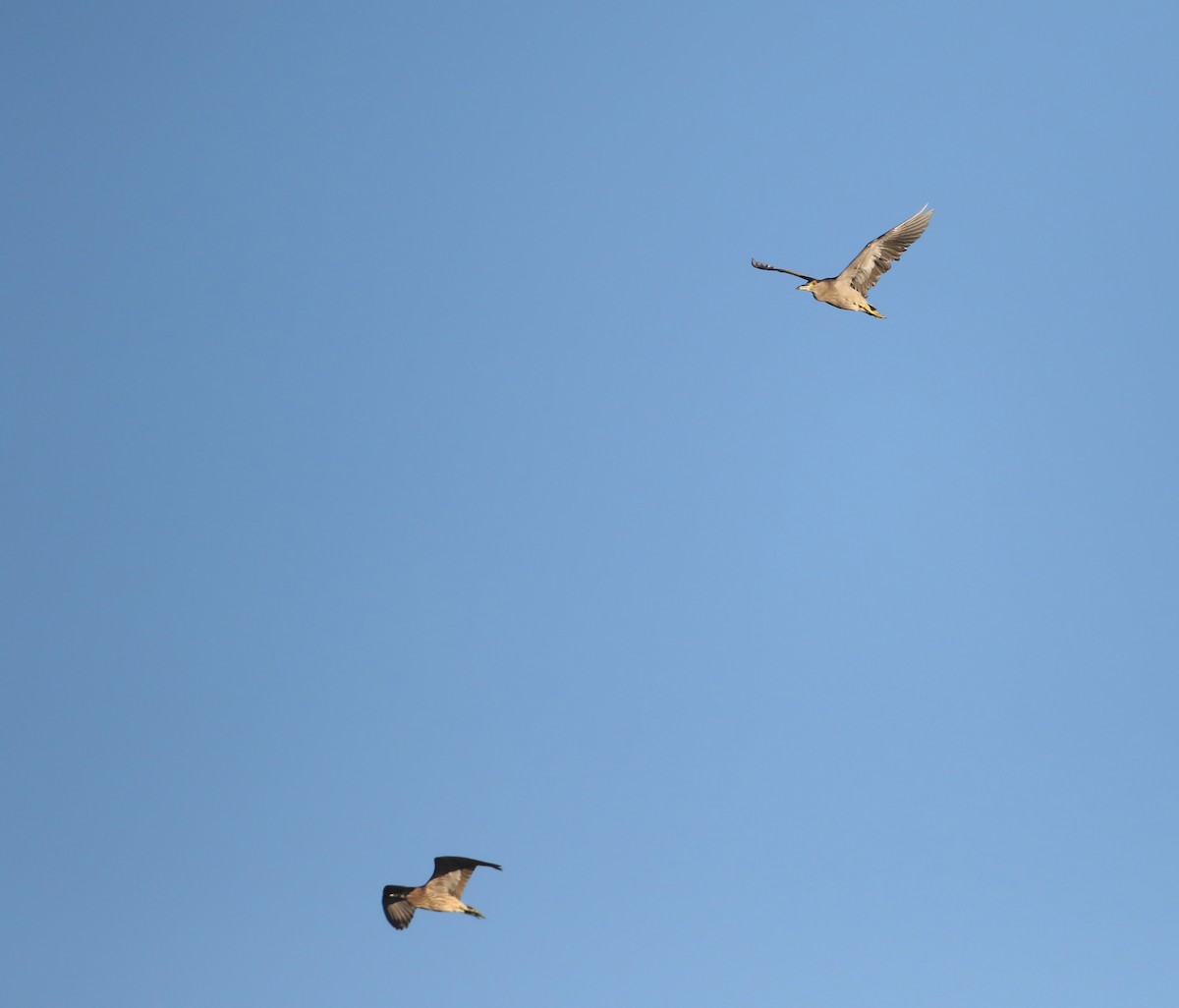 Black-crowned Night Heron - ML34321281