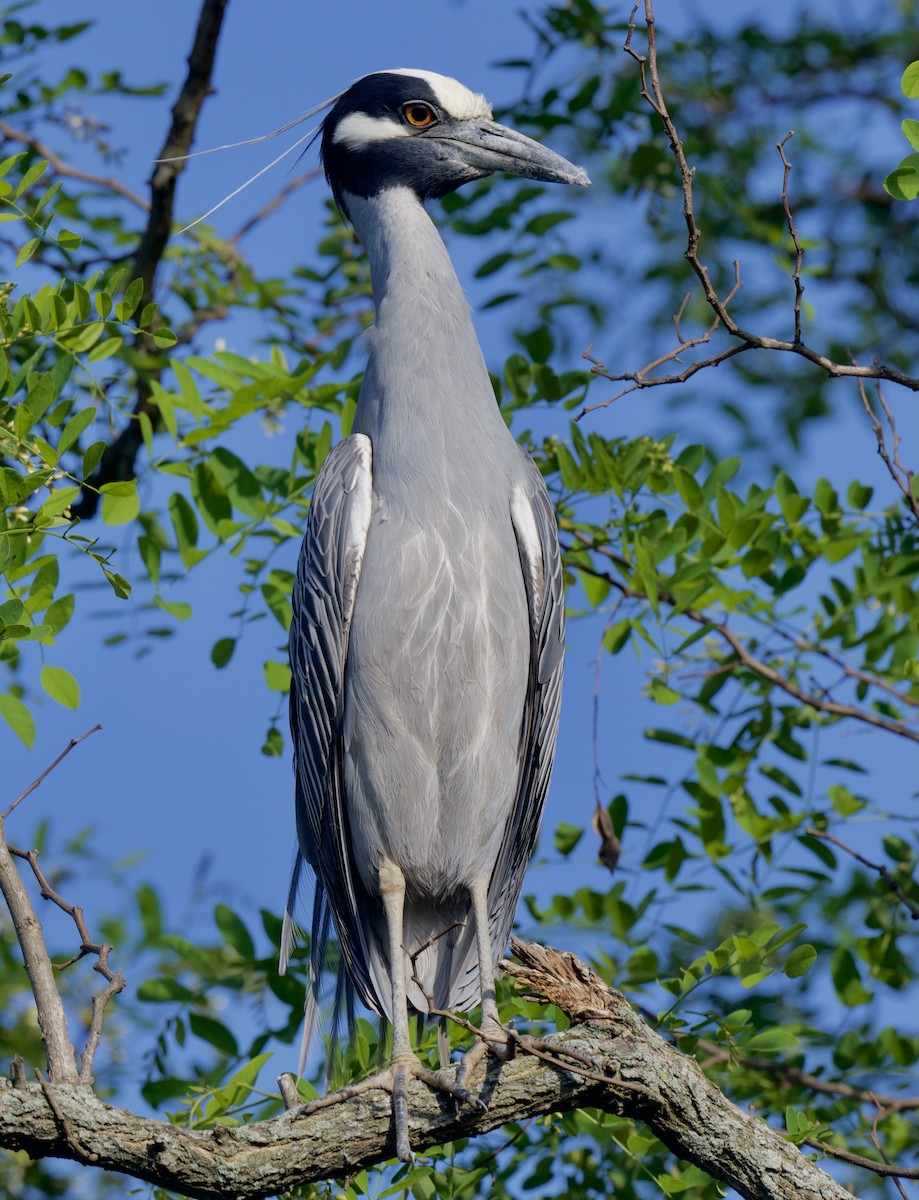 Yellow-crowned Night Heron - ML343212811