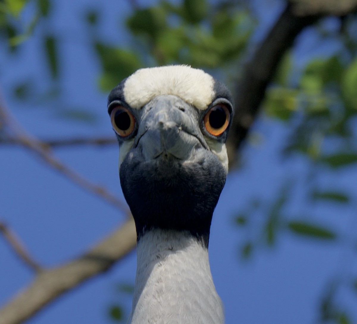 Yellow-crowned Night Heron - ML343212821
