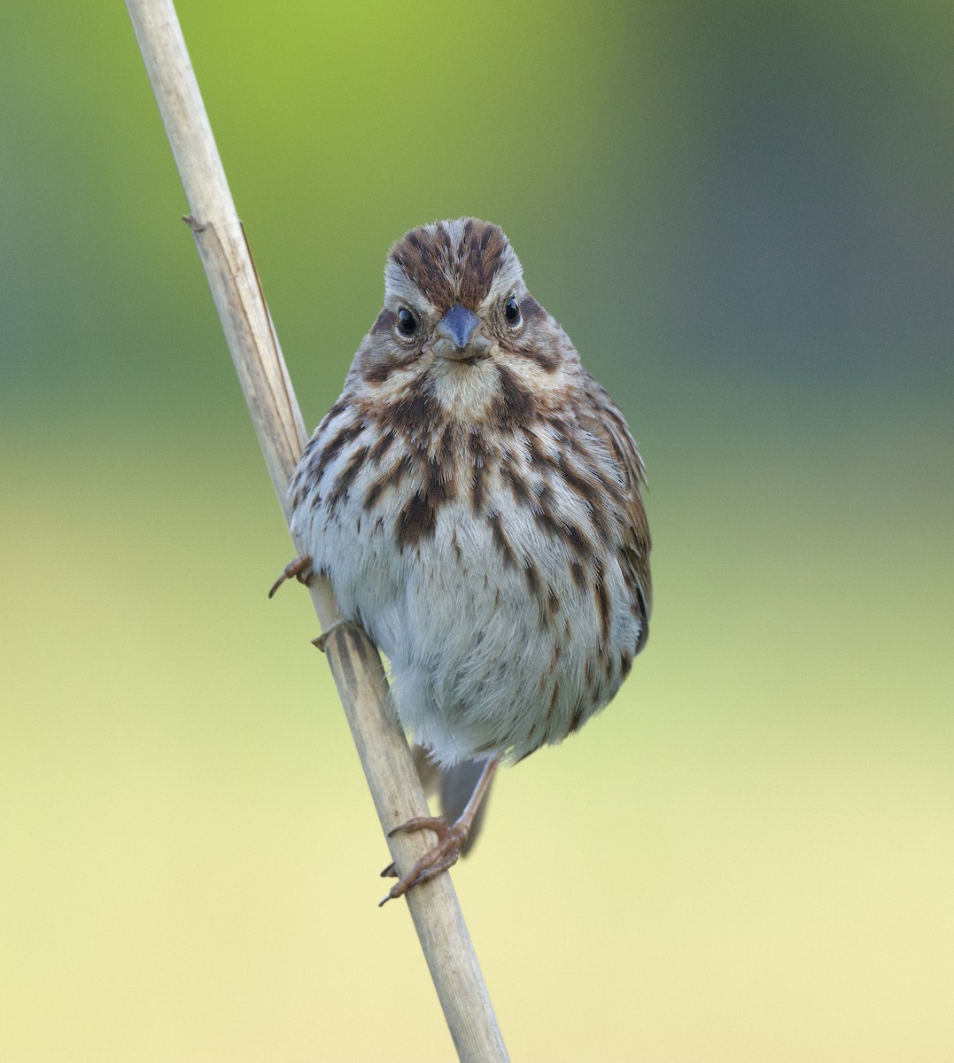 Song Sparrow - ML343213001