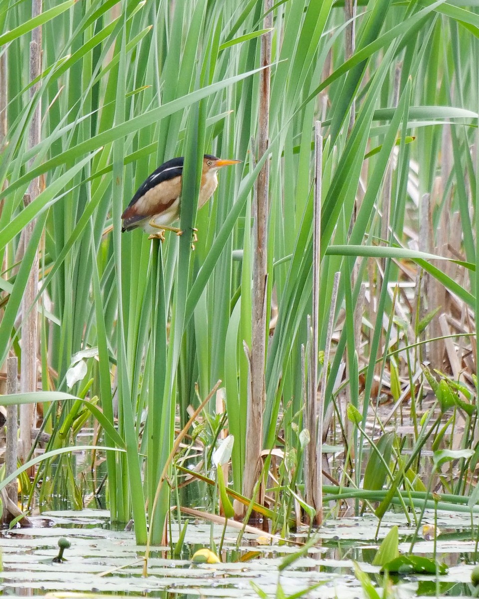 Least Bittern - ML343215191