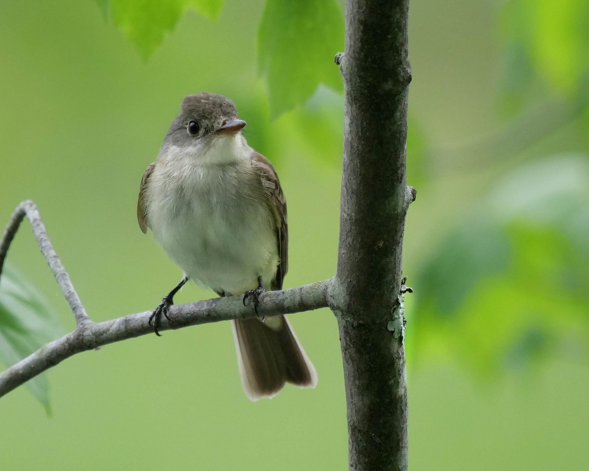 Willow Flycatcher - Susan Wrisley