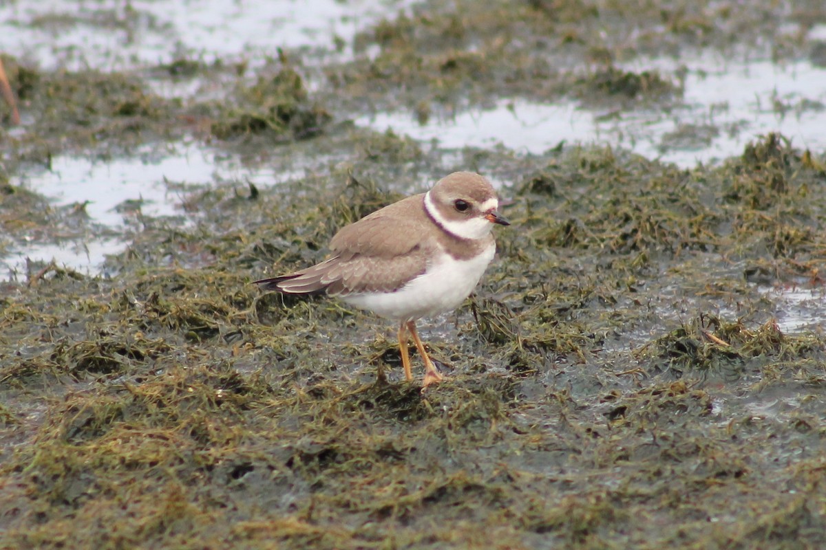 Semipalmated Plover - David  Clark