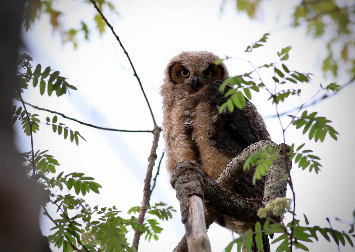Great Horned Owl - ML343216311