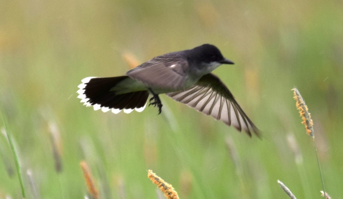 Eastern Kingbird - ML343216811