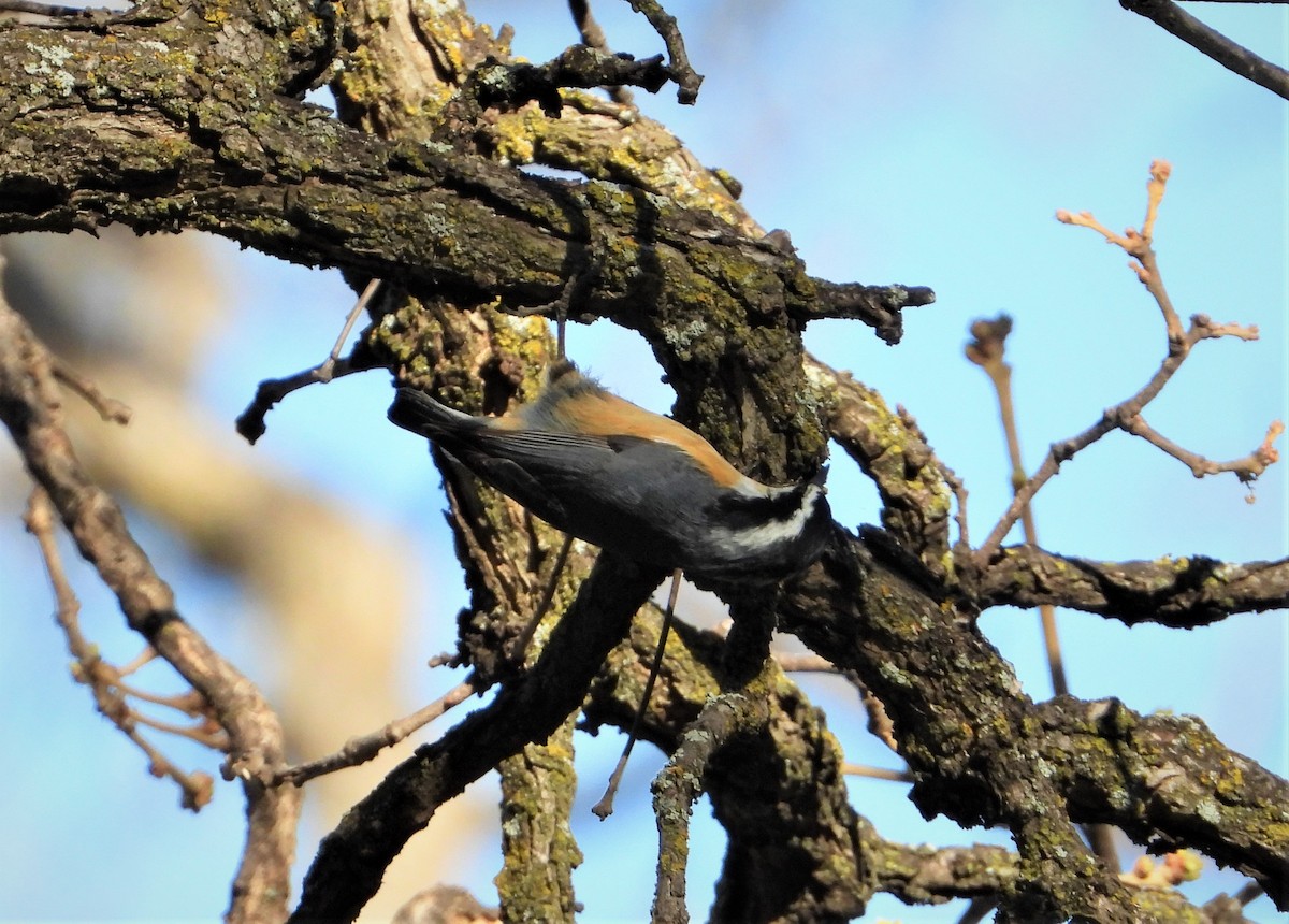 Red-breasted Nuthatch - ML343217951