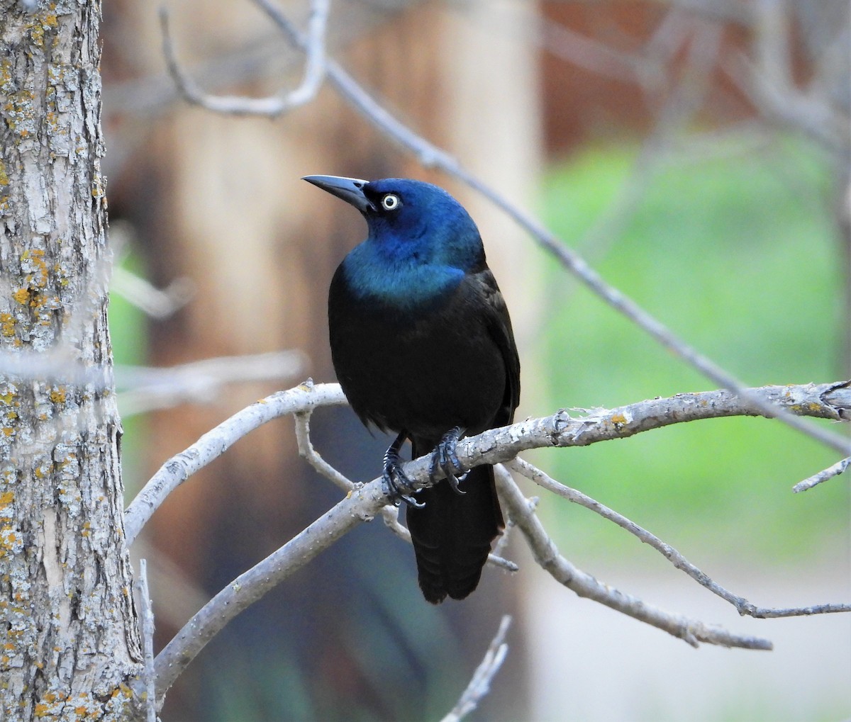 Common Grackle - ML343218151