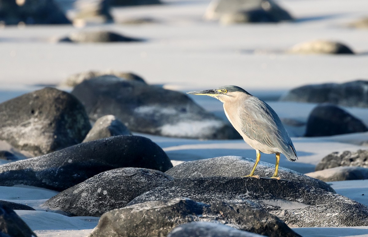 Striated Heron - ML343218741