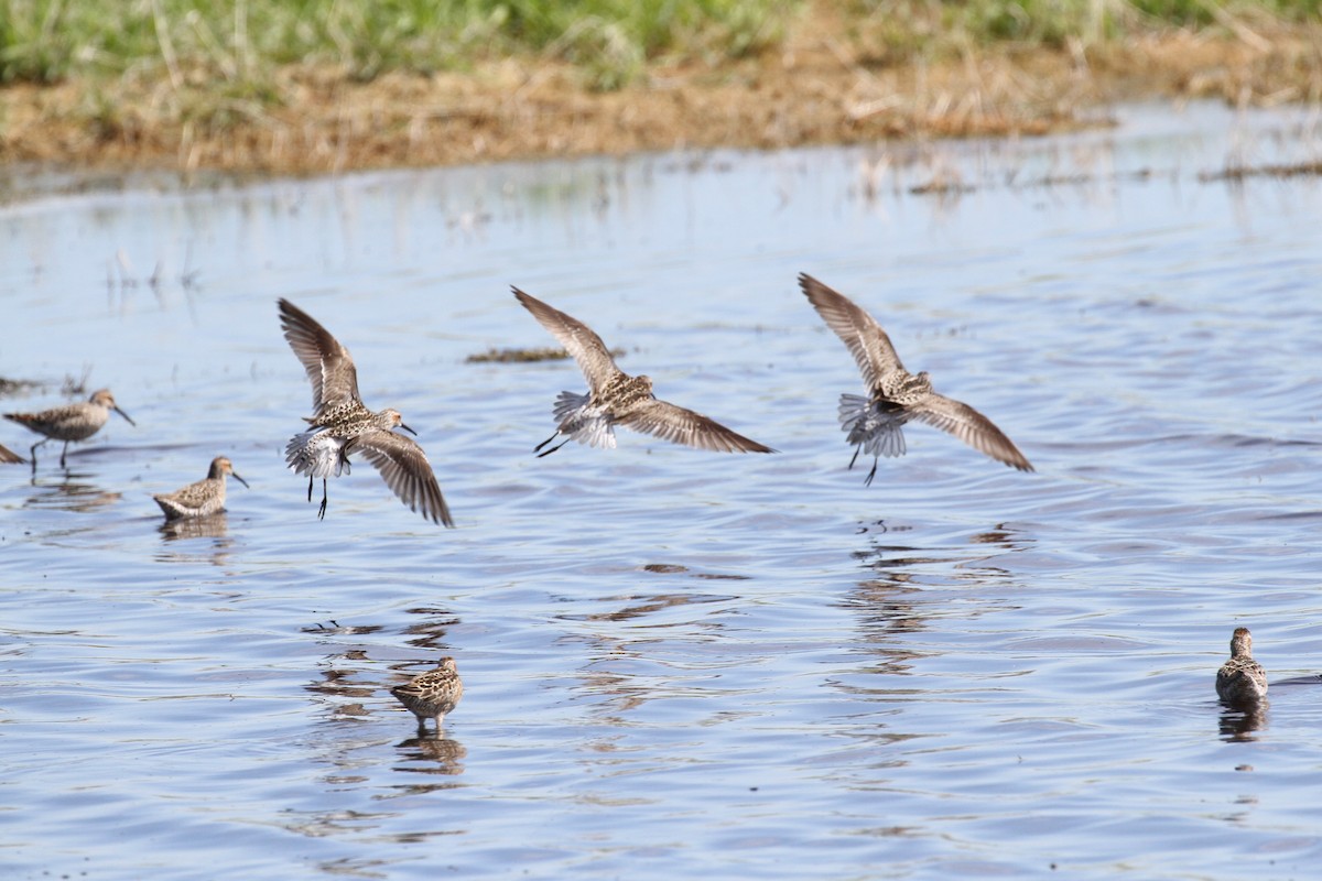 Stilt Sandpiper - Rick Hughes