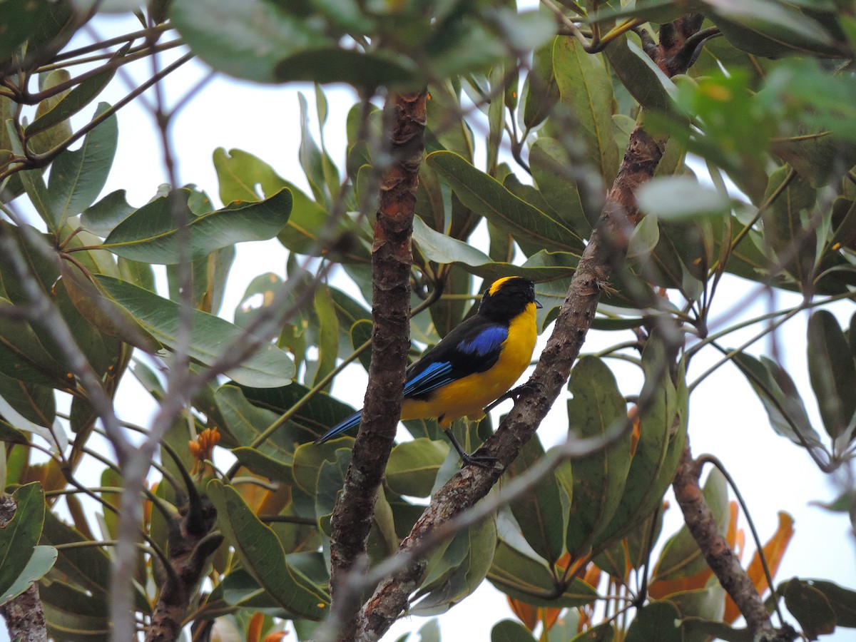 Blue-winged Mountain Tanager - ML343219551
