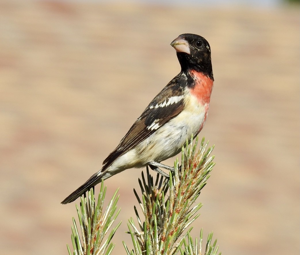 Rose-breasted Grosbeak - Erin Jones