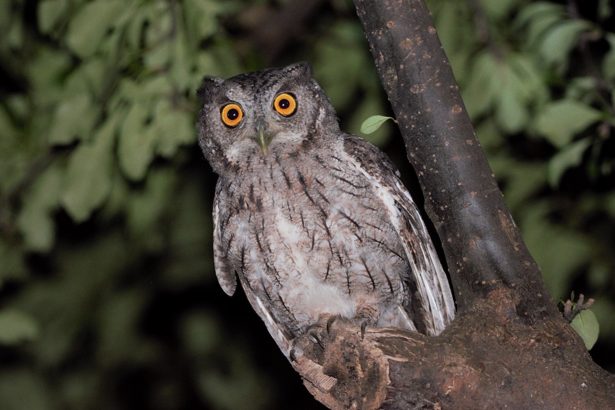 Pacific Screech-Owl - ML343221211