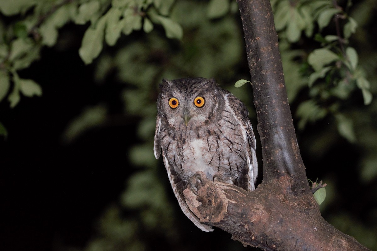 Pacific Screech-Owl - ML343221281